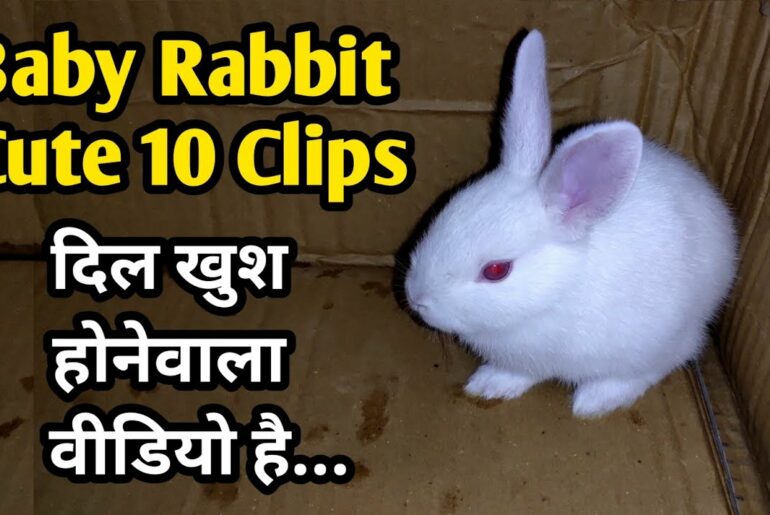 Baby Rabbit | 10 Cute Clips Of Baby Bunnies