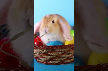 Cute Rabbit #shorts