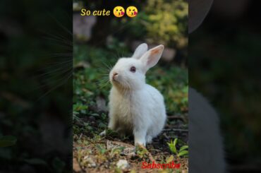 cute rabbit photo #shorts