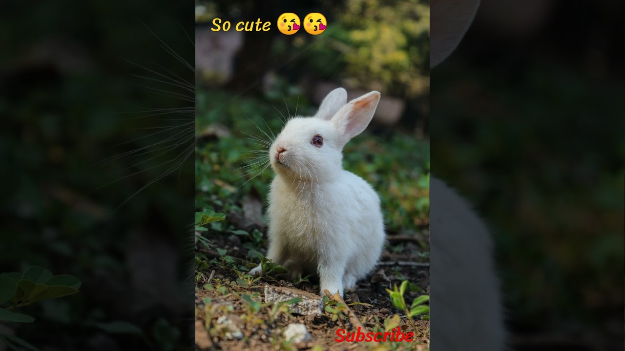 cute rabbit photo #shorts