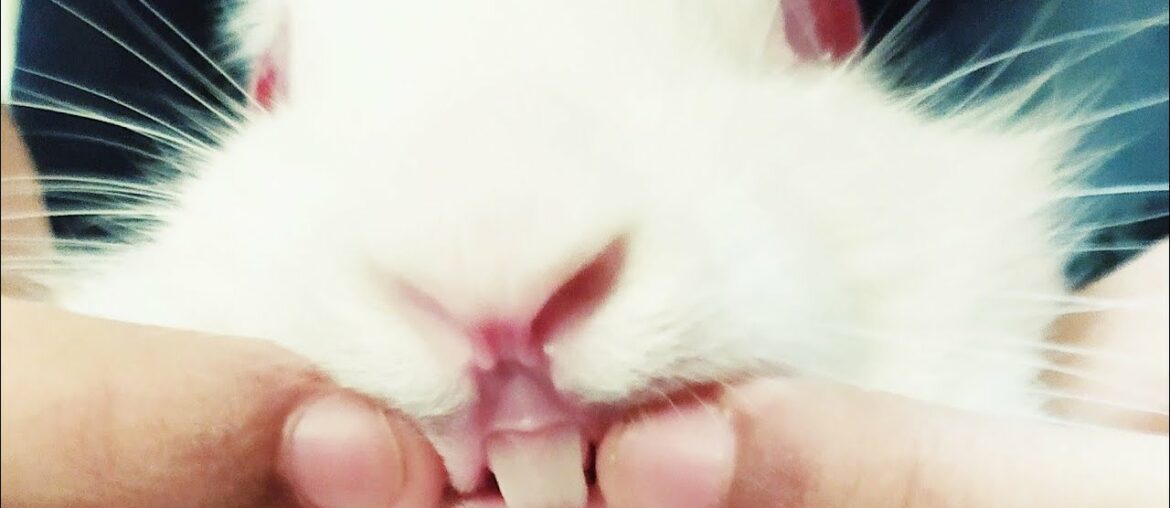 Rabbit Showing His Teeth || Cute Rabbit Videos || Compilation 2020 Rabbit Showing His Teeth || Cute Rabbit Videos || Compilation 2020