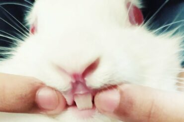 Rabbit Showing His Teeth || Cute Rabbit Videos || Compilation 2020