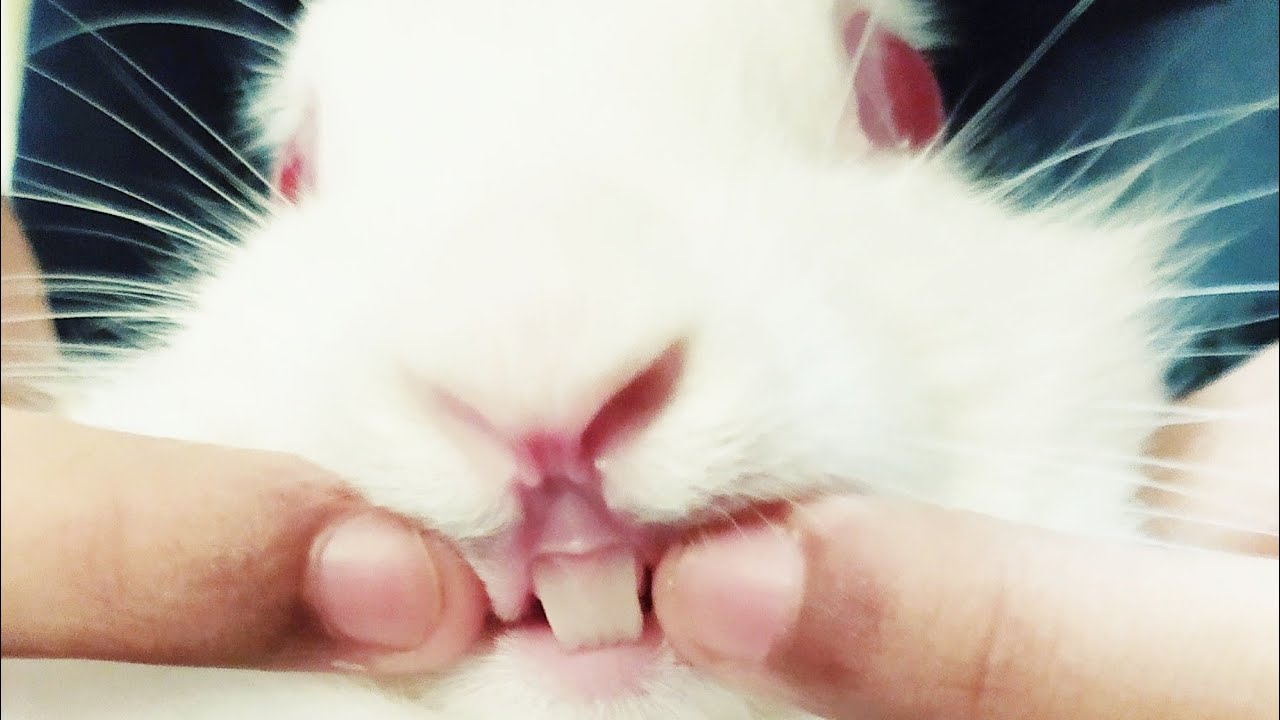 Rabbit Showing His Teeth || Cute Rabbit Videos || Compilation 2020