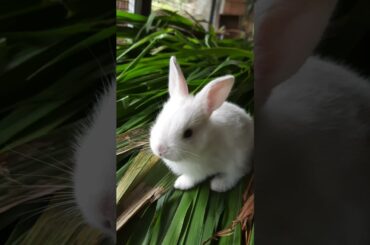 cute bunny