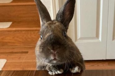 Funny And Cute Baby Bunny Rabbit Videos Compilation (2022)