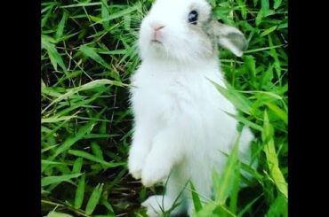 Rabbit eating lettuce | Funny & Cute Rabbit Video | Baby bunny
