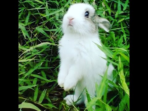 Rabbit eating lettuce | Funny & Cute Rabbit Video | Baby bunny
