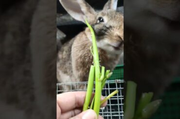 Bunny Kangkong Mukbang || Crunchy Yummy #cutebunny #mukbangtime
