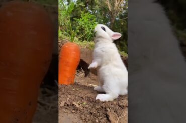 cute rabbit