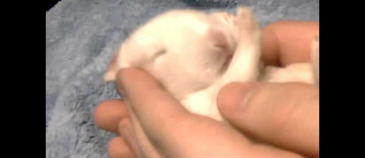 Cute baby bunny Cute baby bunny