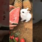Cute Rabbit eating Watermelon