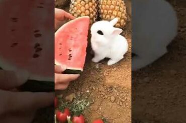 Cute Rabbit eating Watermelon