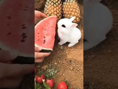 Cute Rabbit eating Watermelon