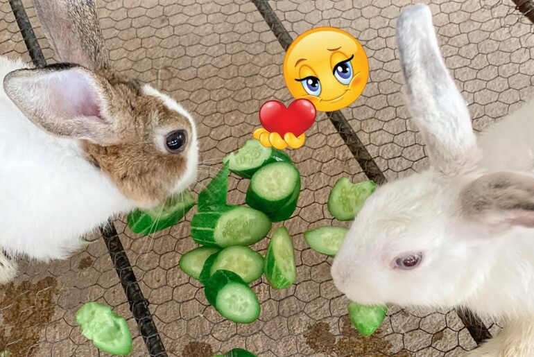 Cute Rabbit | Lovely smile when they look at me | Dacy and Maya