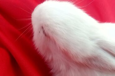 Cute Rabbit #rabbit #shorts