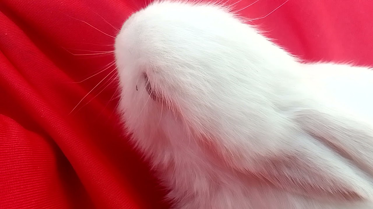 Cute Rabbit #rabbit #shorts