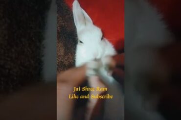 Ram Ram boliye || Cute Rabbit singing || #rabbit #pets