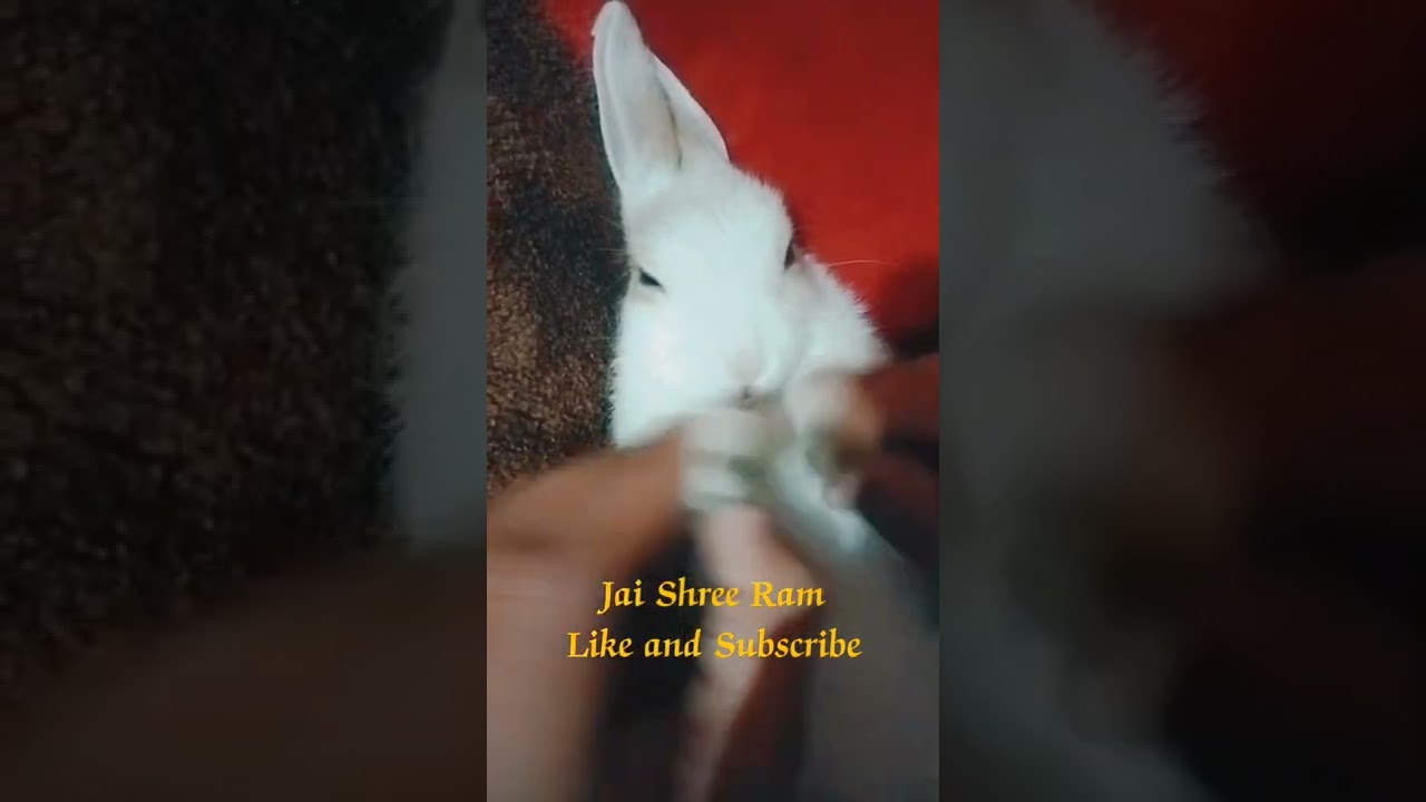 Ram Ram boliye || Cute Rabbit singing || #rabbit #pets