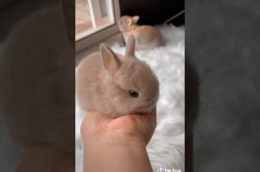 Cute Rabbit