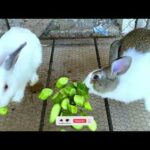 Cute Rabbit - Good day to see you again - Dacy and Maya
