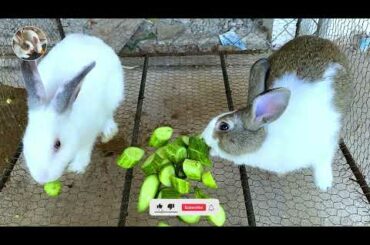 Cute Rabbit - Good day to see you again - Dacy and Maya