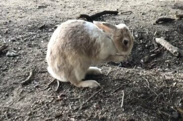 Cute Baby Bunny Cleaning Itself / Funny Rabbit Video