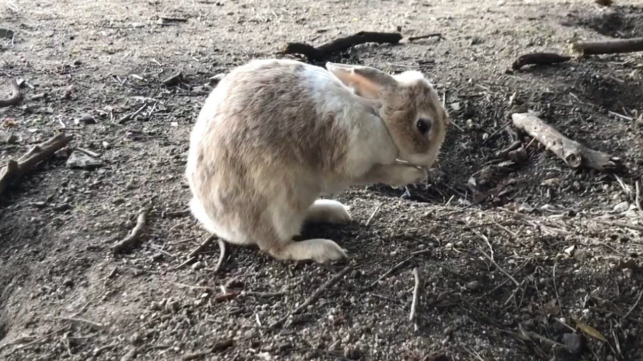 Cute Baby Bunny Cleaning Itself / Funny Rabbit Video