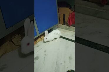 My cute rabbit