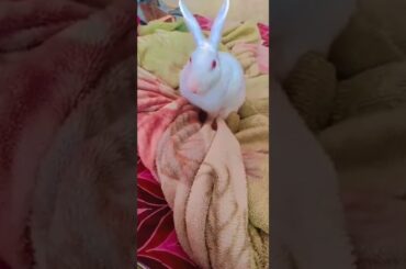 Rabbit folding a Blanket ll Cute bunny ll #shorts
