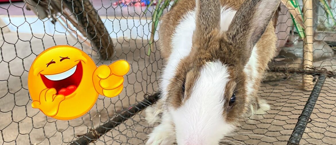 Cute Rabbit | Best funny rabbits show | Dacy and Maya Cute Rabbit | Best funny rabbits show | Dacy and Maya