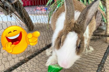 Cute Rabbit | Best funny rabbits show | Dacy and Maya