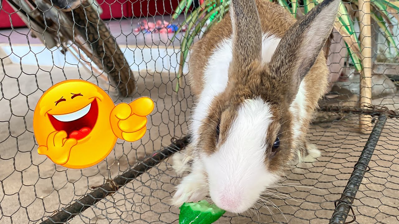 Cute Rabbit | Best funny rabbits show | Dacy and Maya