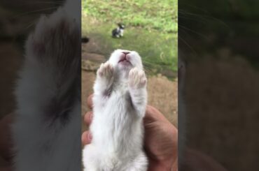Cute rabbit screaming at human #shorts