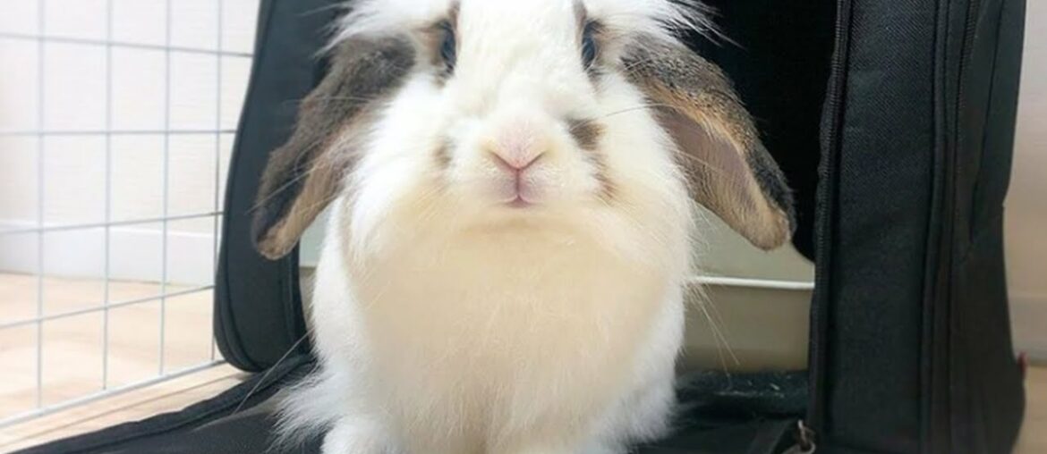 AWW SO CUTE Baby Rabbit | Cutest Baby Animals Videos Compilation Cute Moment Of The Animals (2022) AWW SO CUTE Baby Rabbit | Cutest Baby Animals Videos Compilation Cute Moment Of The Animals (2022)