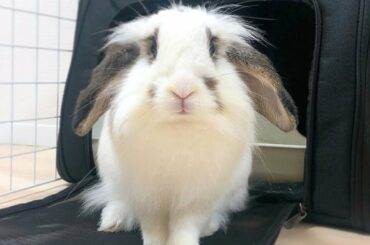 AWW SO CUTE Baby Rabbit | Cutest Baby Animals Videos Compilation Cute Moment Of The Animals (2022)