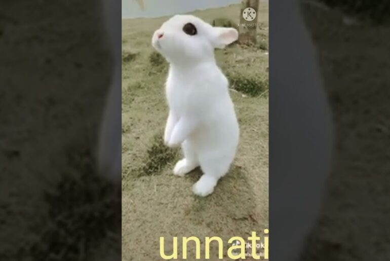 Cute Bunny l Rabbit Bunny Standing
