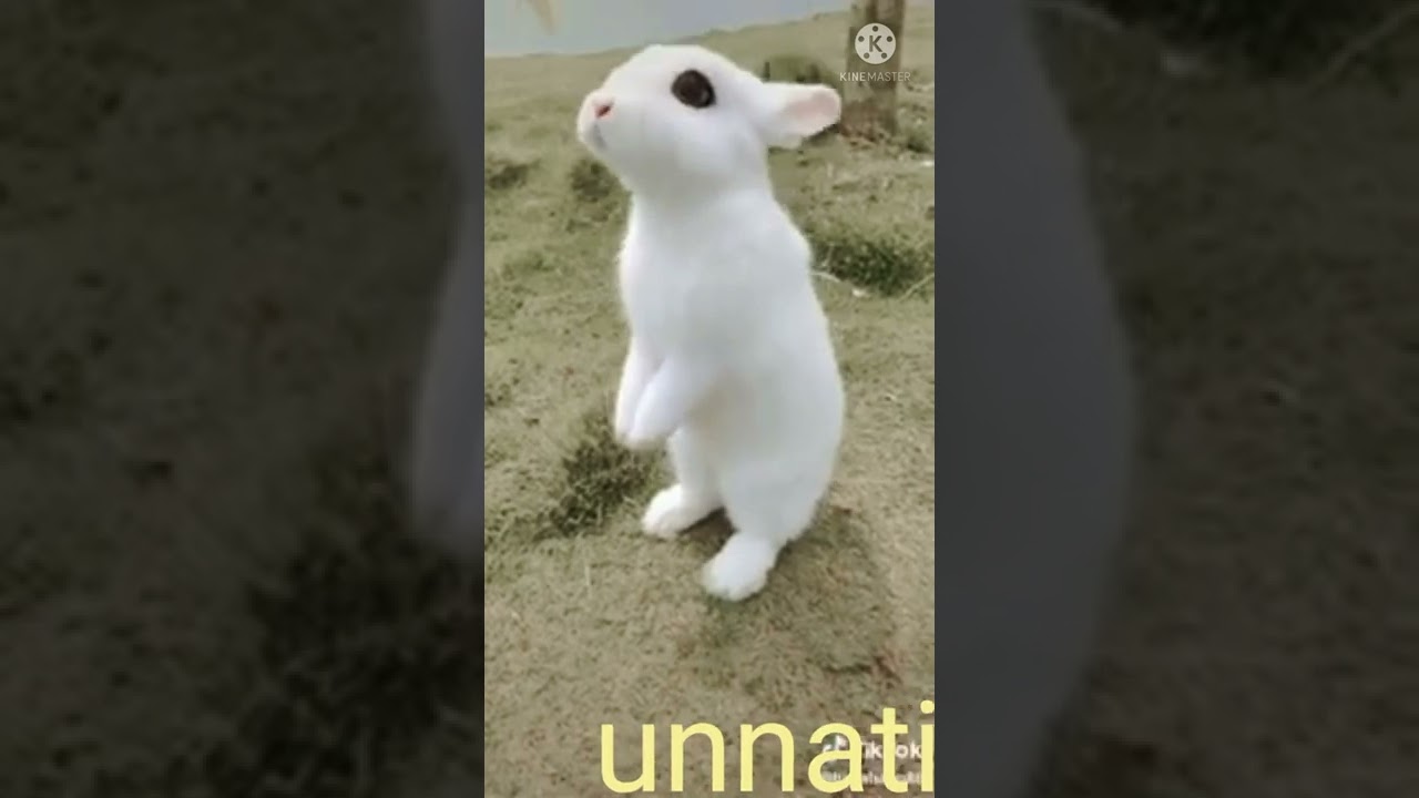 Cute Bunny l Rabbit Bunny Standing