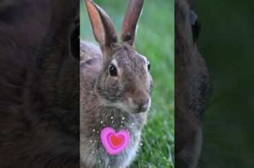 Happy Valentines Day - Cute Rabbit | Bunny - Romantic Love Message | #Shorts.