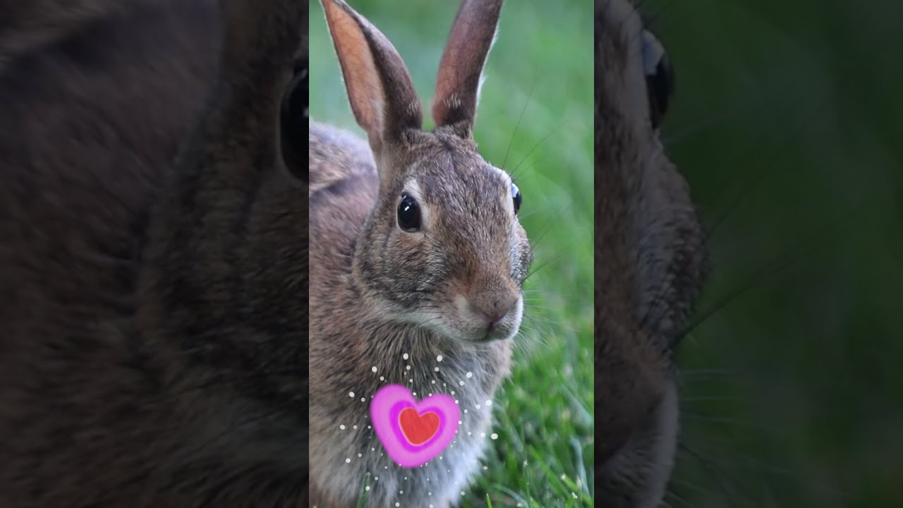 Happy Valentines Day - Cute Rabbit | Bunny - Romantic Love Message | #Shorts.