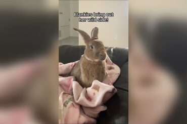 Cute Bunny Shows Her Wild Side! #shorts