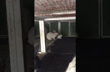baby rabbits with mother rabbit.... #cute #rabbit #baby #mother