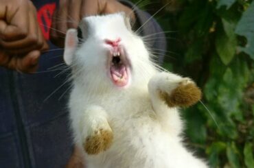 Caught another screaming rabbit / Cute baby bunny