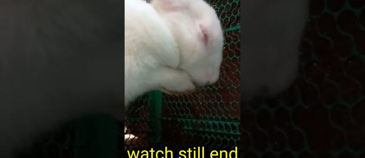 cute rabbit beautiful scene #shorts cute rabbit beautiful scene #shorts