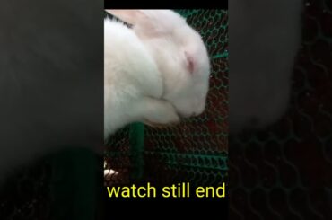 cute rabbit beautiful scene #shorts