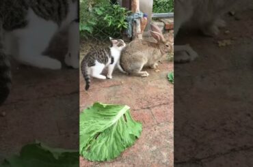 Cute Rabbit VS Cat VS Dog