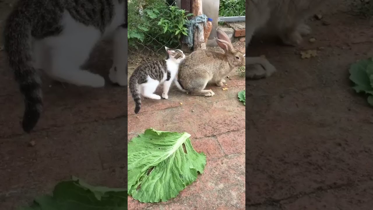 Cute Rabbit VS Cat VS Dog