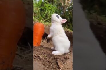 Cute Animal and Cute Rabbit