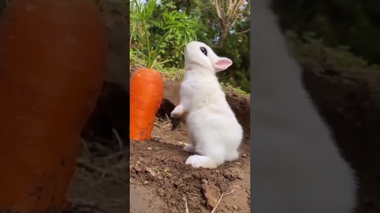 Cute Animal and Cute Rabbit