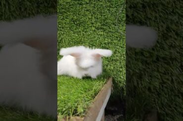 RABBIT ENGLISH ANGGORA WHITE CUTE #rabbit #rabbitcute #pets #animalcute