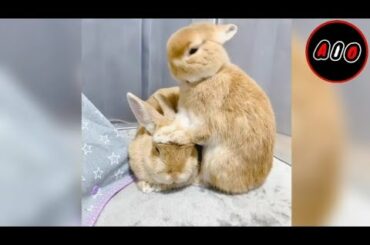 Cute rabbit